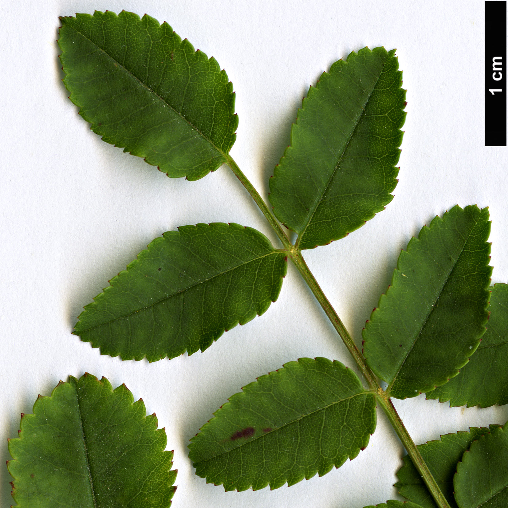 High resolution image: Family: Rosaceae - Genus: Rosa - Taxon: xanthina - SpeciesSub: f. hugonis High resolution image: Family: Rosaceae - Genus: Rosa - Taxon: xanthina - SpeciesSub: f. hugonis